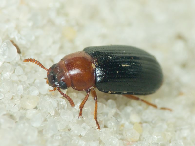 Neomida haemorrhoidalis (Fabricius, 1787)